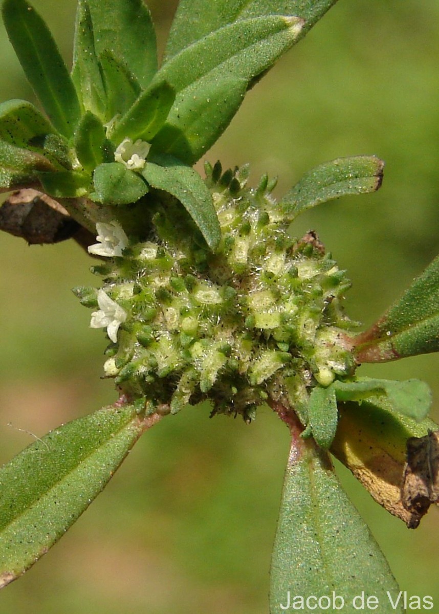 Spermacoce verticillata L.
